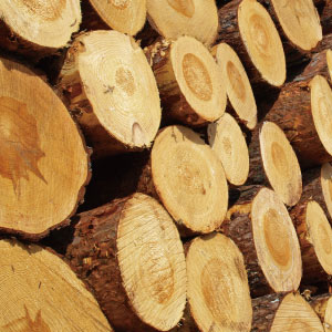 原木木材